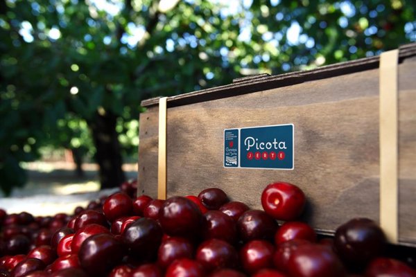 La D.O.P Cereza del Jerte cierra una de las peores campañas en 35 años por la catástrofe de la lluvia