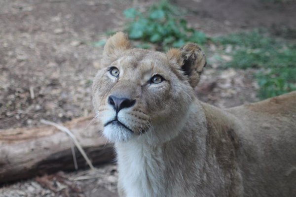 El tráfico ilegal, la pérdida de hábitats y la actividad humana reducen un 90% la población de león africano, según WWF