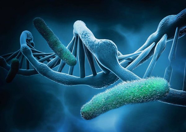 Un estudio muestra que las células linfoides innatas limitan los efectos de la brucelosis en el cerebro humano