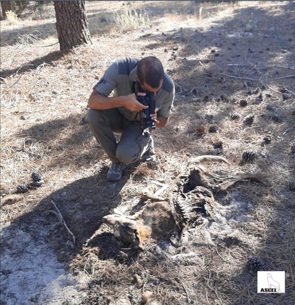 ASCEL alerta del hallazgo de tres lobos muertos en 