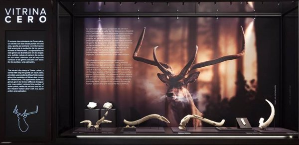 Museo Arqueológico Nacional dedica su Vitrina Cero a 'Dama celiae',  nueva especie de cérvido descubierta recientemente