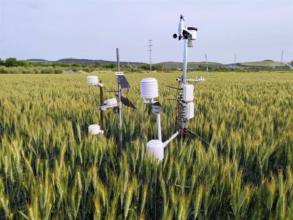 Investigadores del IAS-CSIC y de la UCO desarrollan un dispositivo para medir la evaporación de agua en cultivo