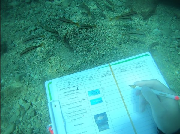 Un estudio de la UA constata que la creación de reservas marinas aumenta la presencia de peces