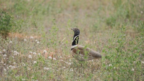 El declive de aves esteparias continúa en Europa a pesar de las áreas protegidas, según un estudio