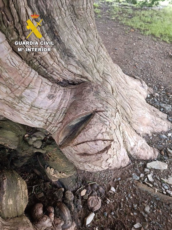 Un investigado por realizar cortes con una sierra en el tejo milenario de San Cristóbal de Valdueza (León)
