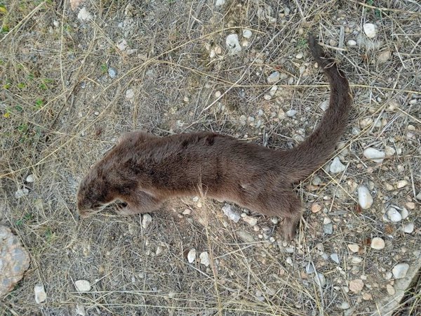 Aparece una nutria muerta en el Paisaje Protegido de la Desembocadura del Mijares (Castellón) tras ser atropellada