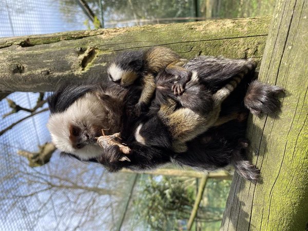 Nacen trillizos de tití de Geoffroy en el Zoo de Santillana (Cantabria)