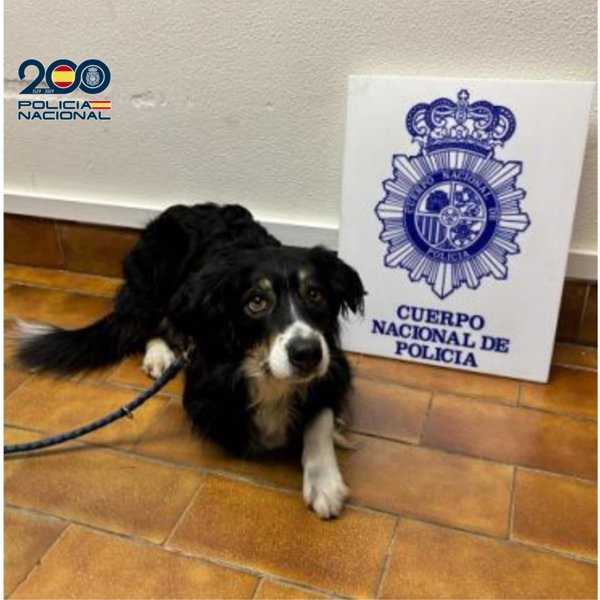 La Policía Nacional detiene a un hombre por hurtar un perro a unos turistas alemanes en Zaragoza