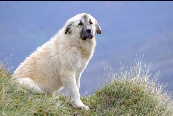 El ganadero de Soba (Cantabria) recurre la sentencia que absolvió a la 'tiktoker' y a la mujer que adoptó el mastín