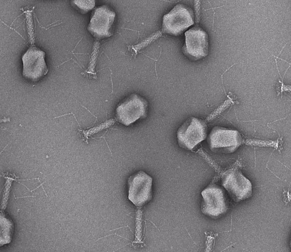 Investigadores resuelven el misterio de cómo los fagos desarman a las bacterias patógenas