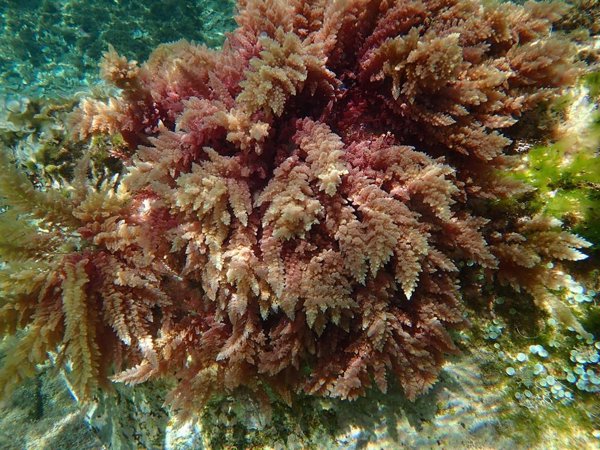 Las algas tropicales avanzan por el Mediterráneo 