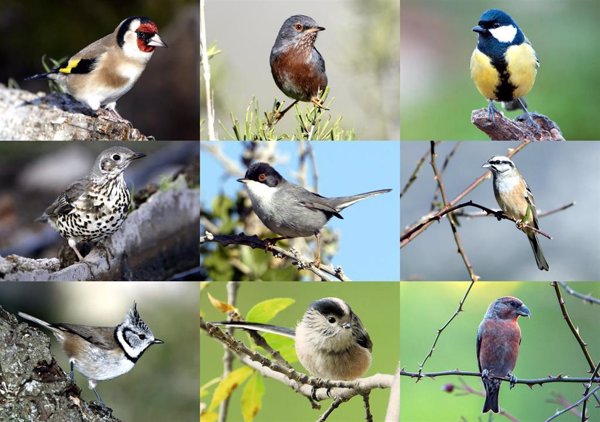 Revelan un descenso en la riqueza de especies de aves forestales en Murcia a causa del cambio global