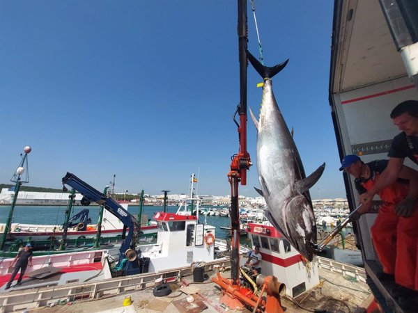 La almadraba de Barbate (Cádiz) inicia su primera 'levantá' de atún rojo de la temporada