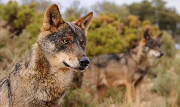 WWF se opone a la Proposición de Ley del PP para relajar la protección del lobo y pide a Junts, PNV y CC votar en contra