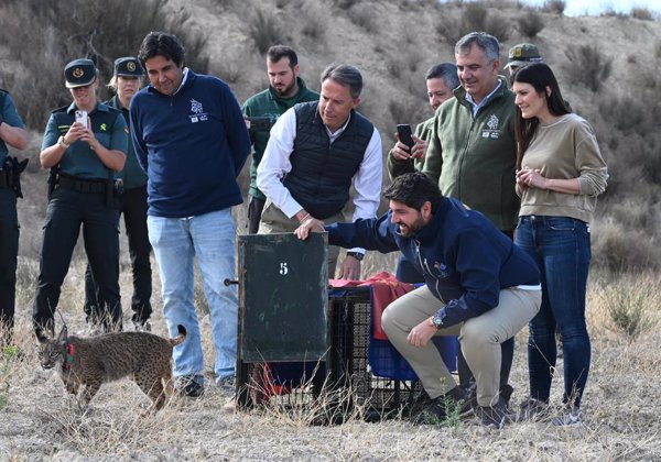 El Gobierno de Murcia amplía la presencia del lince en las Tierras Altas de Lorca con la suelta de dos nuevos ejemplares