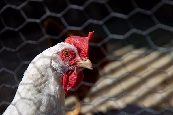 Expertos piden mayor regulación de la ganadería para evitar la propagación de la gripe aviar