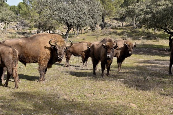 La experiencia de los bisontes en Andújar (Jaén) revela que la especie puede adaptarse al clima del sur de España