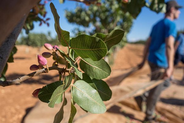 La superficie de cultivos leñosos en España se eleva un 9% en los últimos 10 años, impulsado por el pistacho