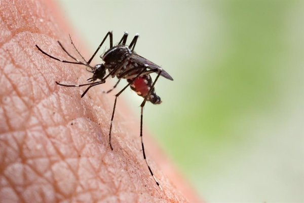Guatemala declara la emergencia sanitaria nacional por la epidemia de dengue