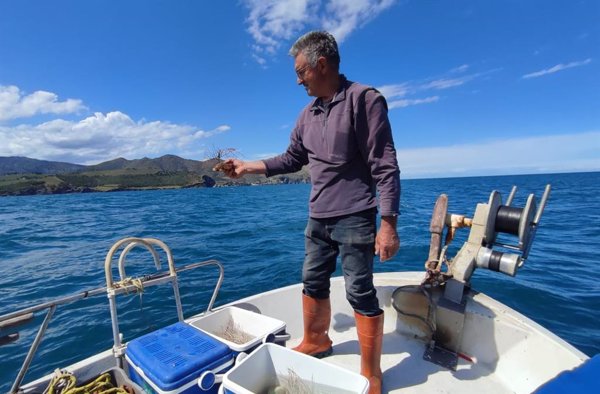 El proyecto para repoblar fondos marinos con corales, gorgonias y esponjas recupera 750 organismos en la costa catalana