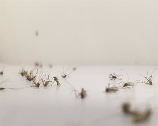 El riesgo de transmisión local de la malaria en España es 