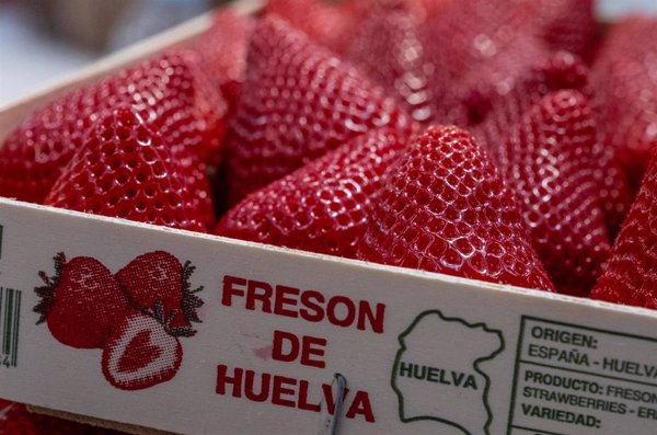 Planas destaca el apoyo del Gobierno a la calidad de las fresas y frutos rojos españoles mediante la promoción