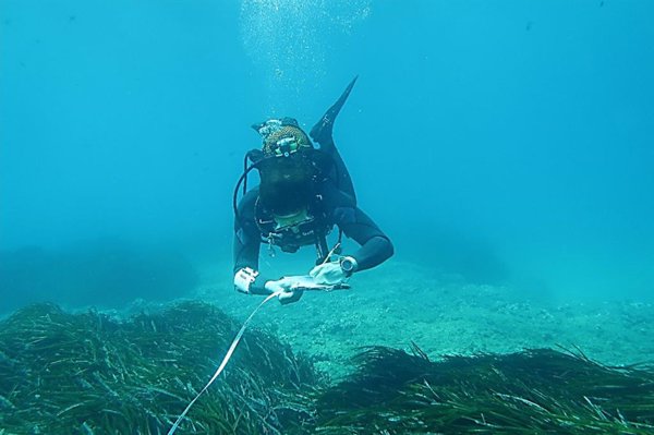 Sumar pide en el Congreso aumentar hasta un 30% del Mediterráneo la protección de áreas marinas para la posidonia