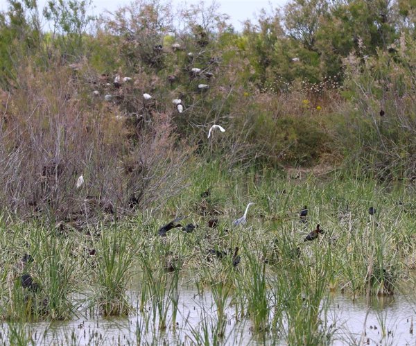 Ecologistas y SEO/BirdLife lamentan el