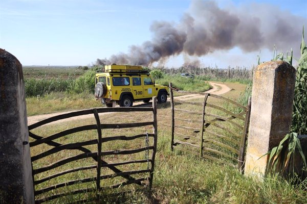 Extinguido el incendio forestal en el parque natural de S'Albufera (Mallorca) tras quemar 50,4 hectáreas de cañizo