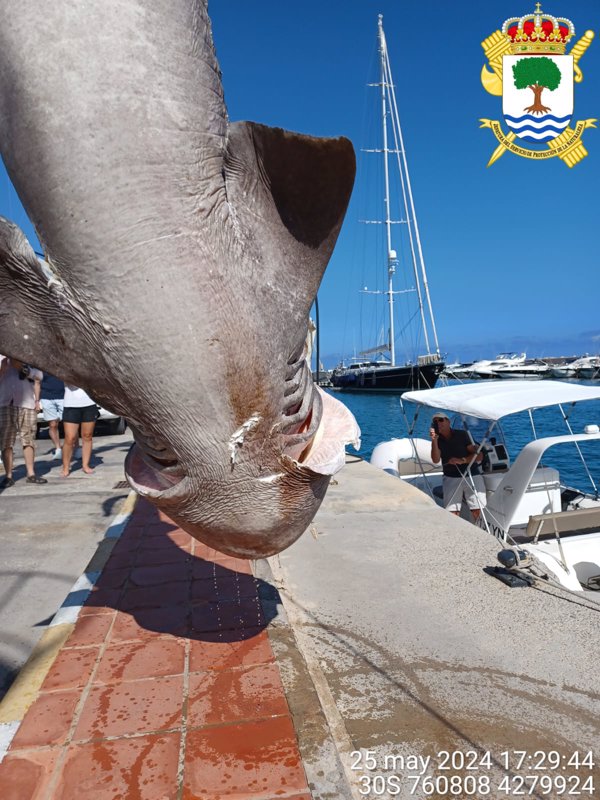 Hallado flotando en Altea (Alicante) una cañabota, uno de los tiburones más grandes del Mediterráneo