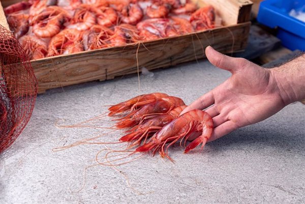 La Organización de Productores Pesqueros de Almería presenta la marca de calidad 'Gamba Roja de Almería'