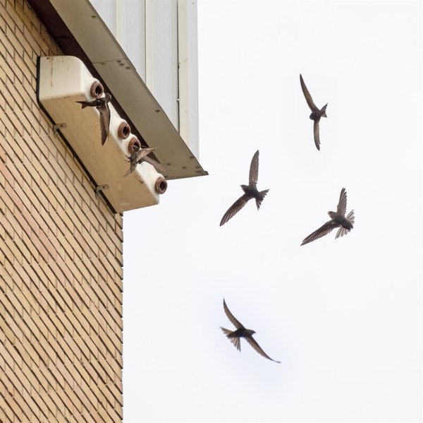 SEO/BirdLife invita a colaborar en su censo de vencejos en Orcasitas (Madrid) el 15 de junio