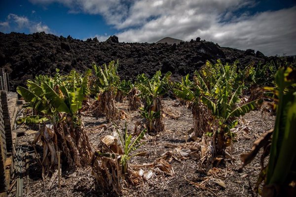 Canarias abona 1,8 millones a empresas y autónomos de La Palma afectados por la erupción del volcán