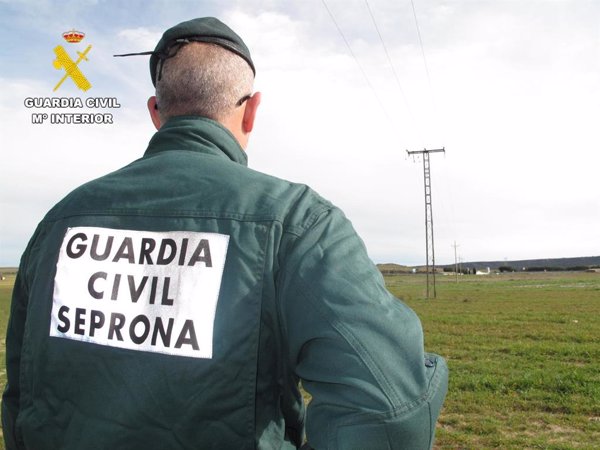 Tres investigados por la muerte de 18 aves protegidas en un tendido eléctrico aéreo de Sanchidrián (Ávila)