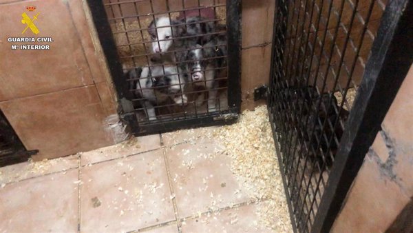 La Guardia Civil desmantela una trama de venta ilegal de cachorros por toda España y detiene a dos personas