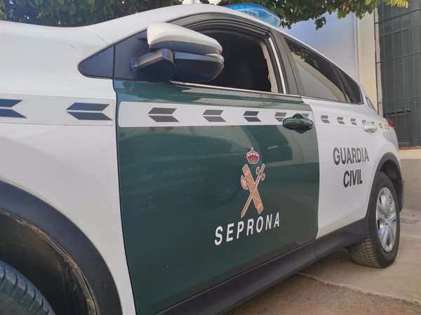 Hallan el cadáver de un toro en una playa de Torreblanca (Castellón) en estado de descomposición