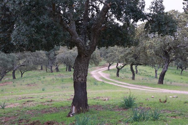 ONG ecologistas urgen al Gobierno a tramitar la Ley de productos libres de deforestación