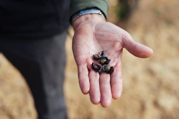 La vendimia de la DOCa Rioja lleva 10 días de retraso respecto a la campaña 2023