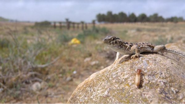 Investigadores de España y otros 32 países participan en un proyecto para secuenciar el genoma de especies europeas