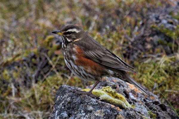 Cazadores de todo el país colaborarán para mejorar la monitorización y el conocimiento de especies de zorzales en España