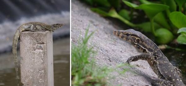 Un estudio revela la colonización urbana de una especie de lagarto en el sudeste asiático