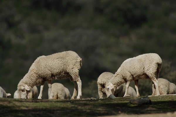 Comienza la vacunación contra la 'lengua azul' en Huelva para hacer una 