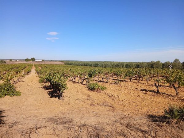 SEO/BirdLife adquiere fincas de viñedo en Doñana para 