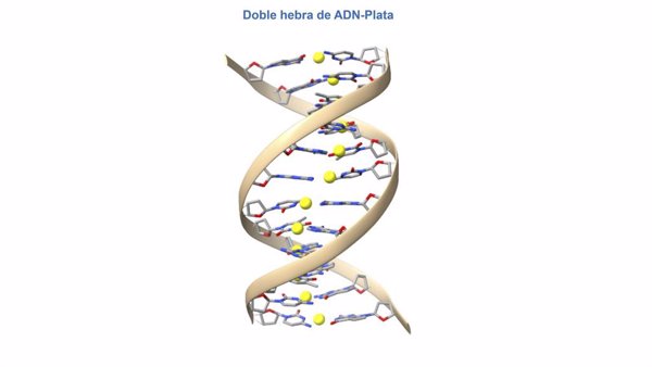 Investigadores consiguen crear moléculas híbridas de ADN con iones de plata en su interior