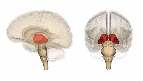 Describen cómo el estrés en la adolescencia incide en el tálamo, región cerebral afectada en depresión y esquizofrenia