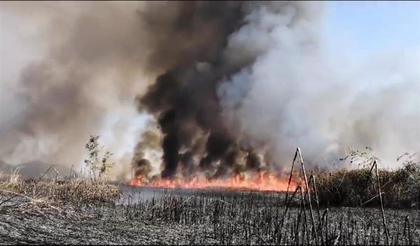 Medios aéreos y terrestres combaten un nuevo incendio cerca de la Albufera de Mallorca