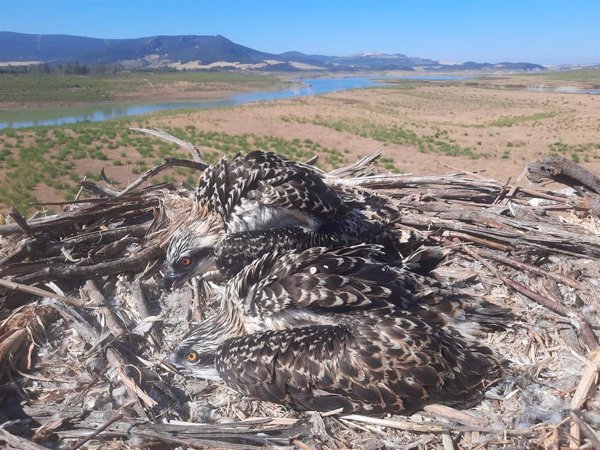 Un total de 23 pollos de águila pescadora nacen este año en las provincias de Cádiz y Huelva