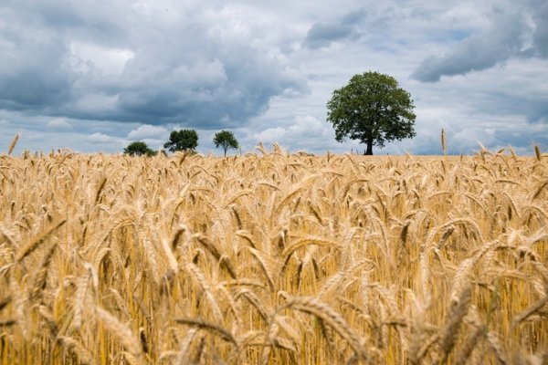 El CSIC participa en un proyecto europeo de mejora genética de patata, trigo y leguminosas para combatir las plagas