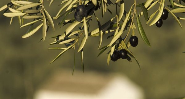 El sector de la aceituna de mesa reconoce su 