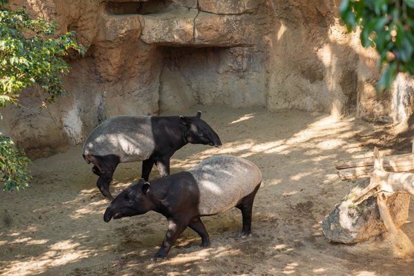 Bioparc Fuengirola (Málaga) celebra la gestación de una hembra de tapir malayo